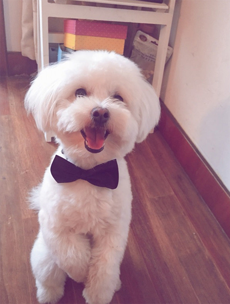 Pets Dog-Cat Bow Tie Adjustable-1