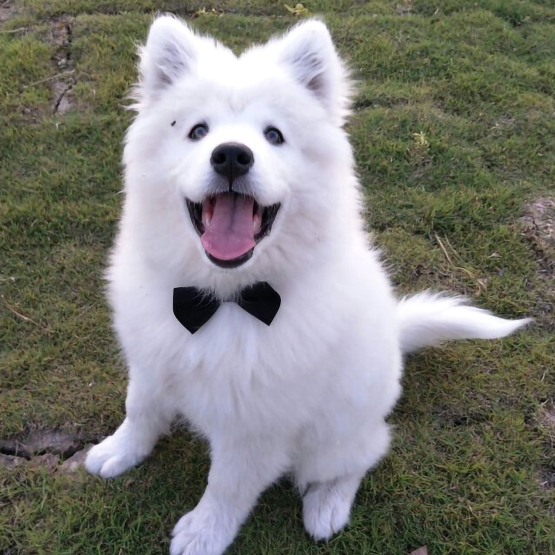 Pets Dog-Cat Bow Tie Adjustable-0