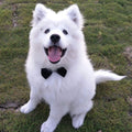 Pets Dog-Cat Bow Tie Adjustable-0